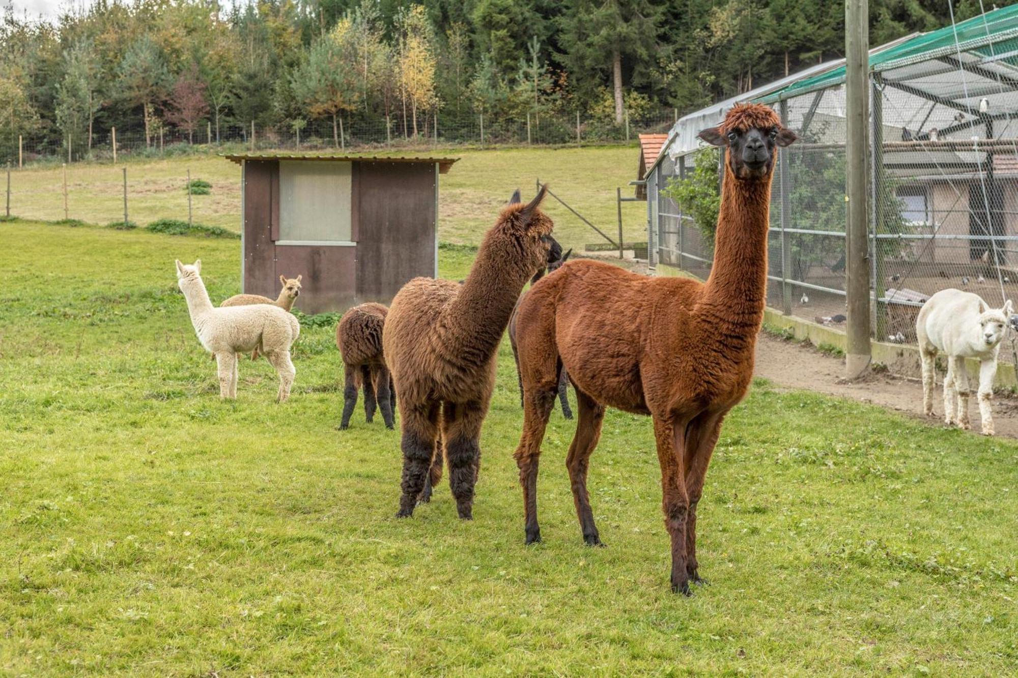 Ferienwohnung Zapfs Bauernhof Pfingstrose Tettnang Exterior foto